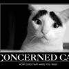 concerned-cat