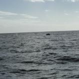 Humpback whales